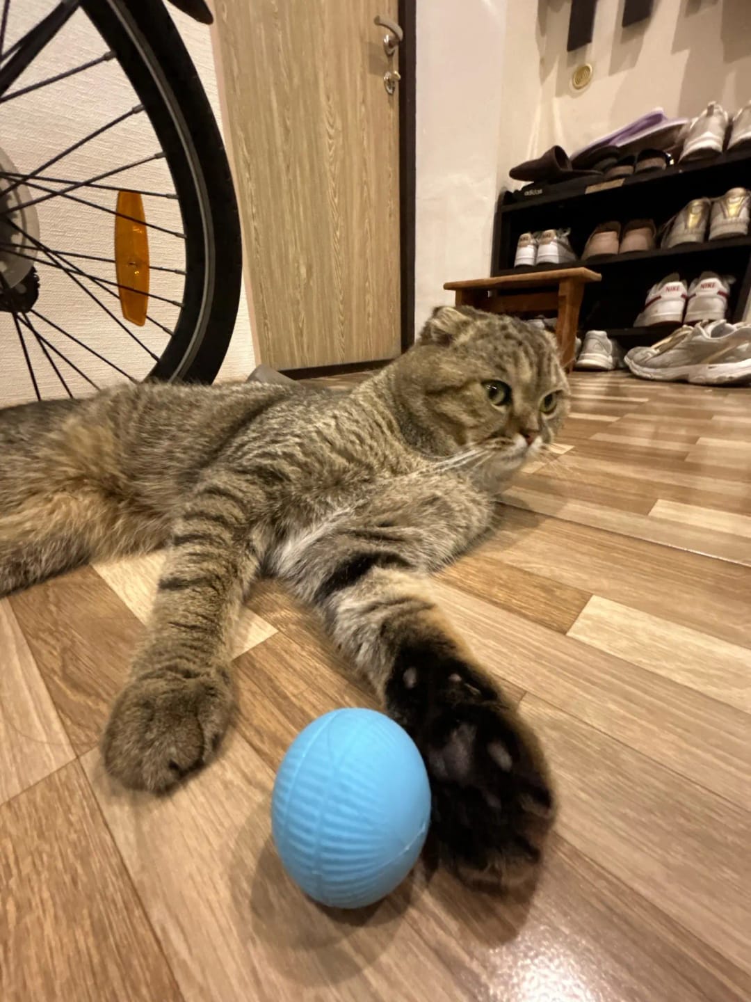 Customer photo review of Cat Interactive Electronic Automatic Rolling Magic Ball Toy: Self-moving Kitten Electric Ball for Cat Training