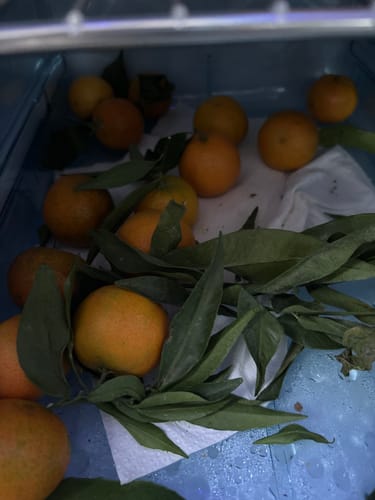 Fanny L. review of Clémentines Bio - Origine Corse image 1 out of 1