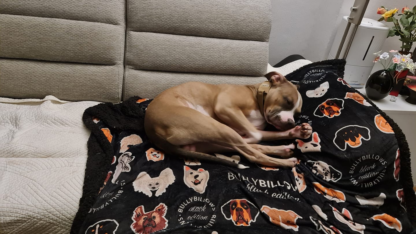 Customer photo review of Black Edition | Luxury Dog & Human Blanket