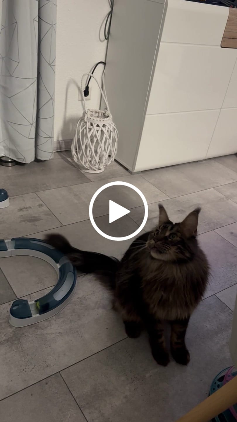 Customer video review of Allergietest Plus Katze