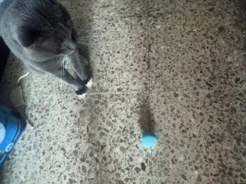 Customer photo review of Cat Interactive Electronic Automatic Rolling Magic Ball Toy: Self-moving Kitten Electric Ball for Cat Training
