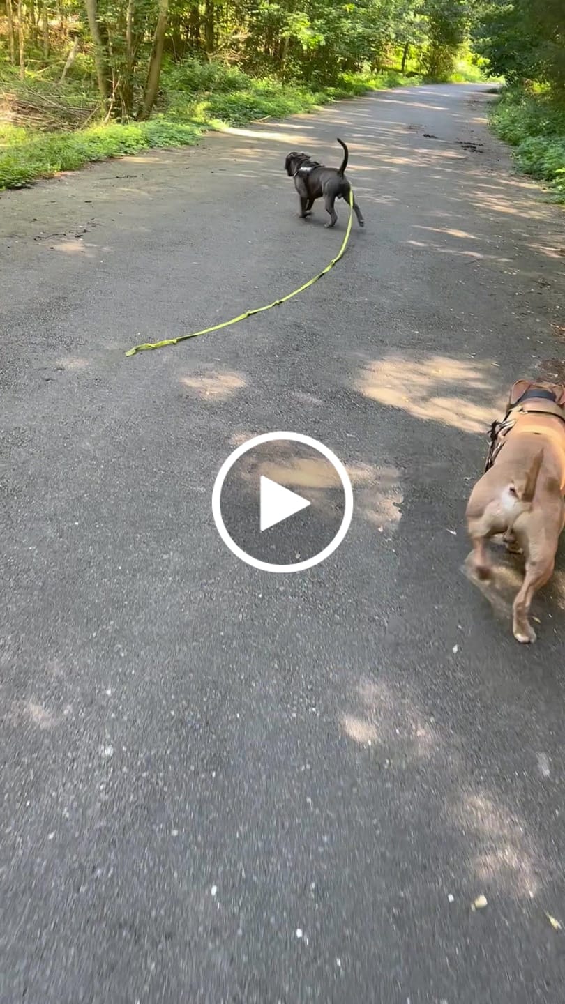 Customer video review of 1.4m Swivel Combat Lead | Anti-Tangle & Secure Clip - Red