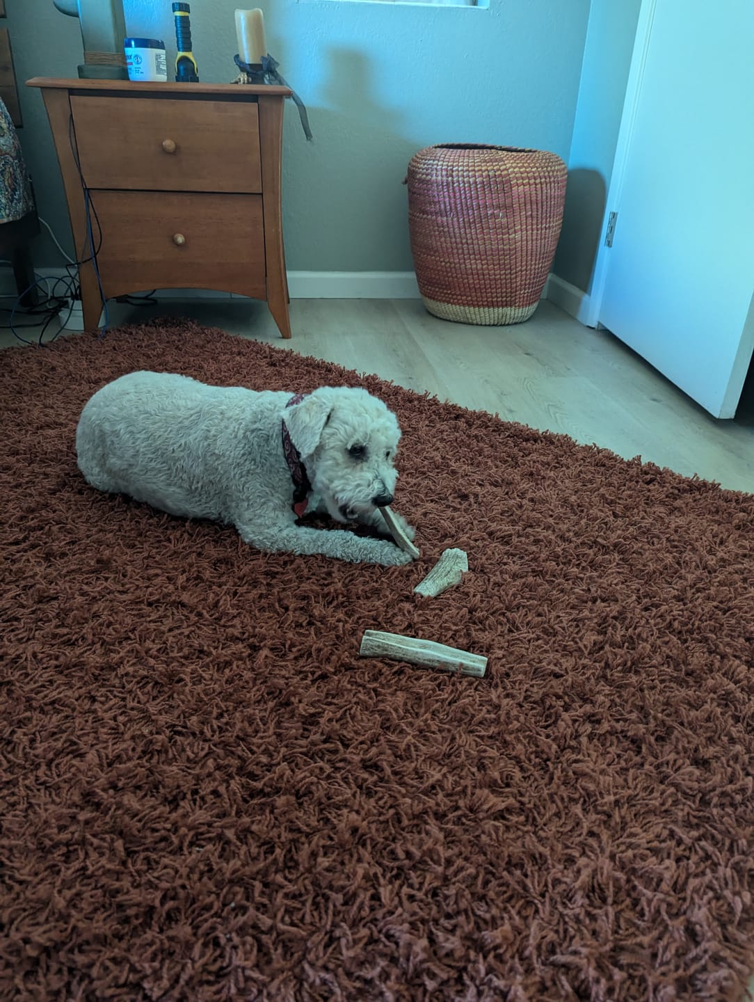 Customer photo review of Small Elk Chew