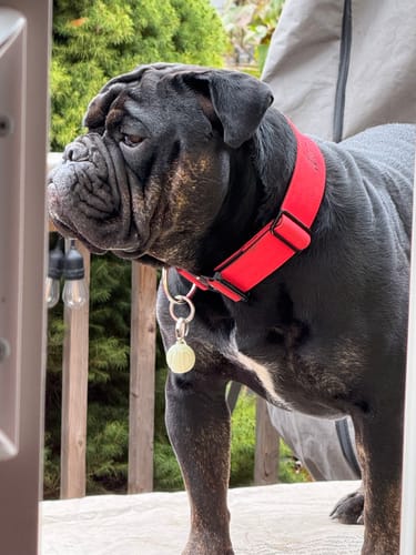 Customer photo review of 2" Tactik Dog Collar - Apple