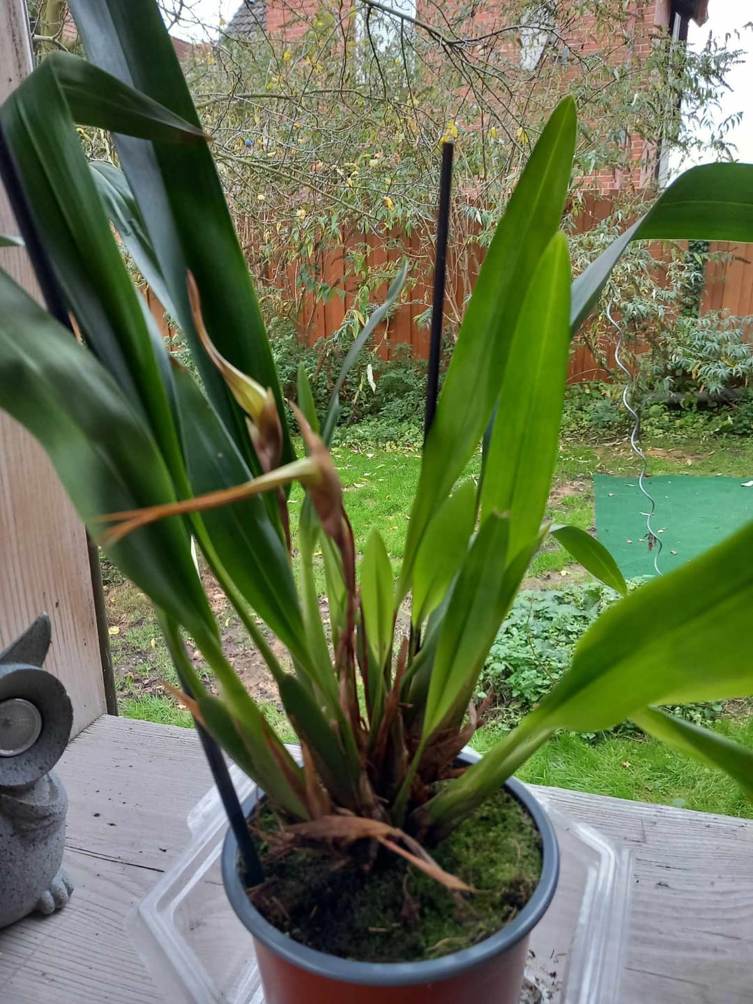 Customer photo review of Maxillaria bradei Hybride im 12cm Topf mit 9+ Rispen