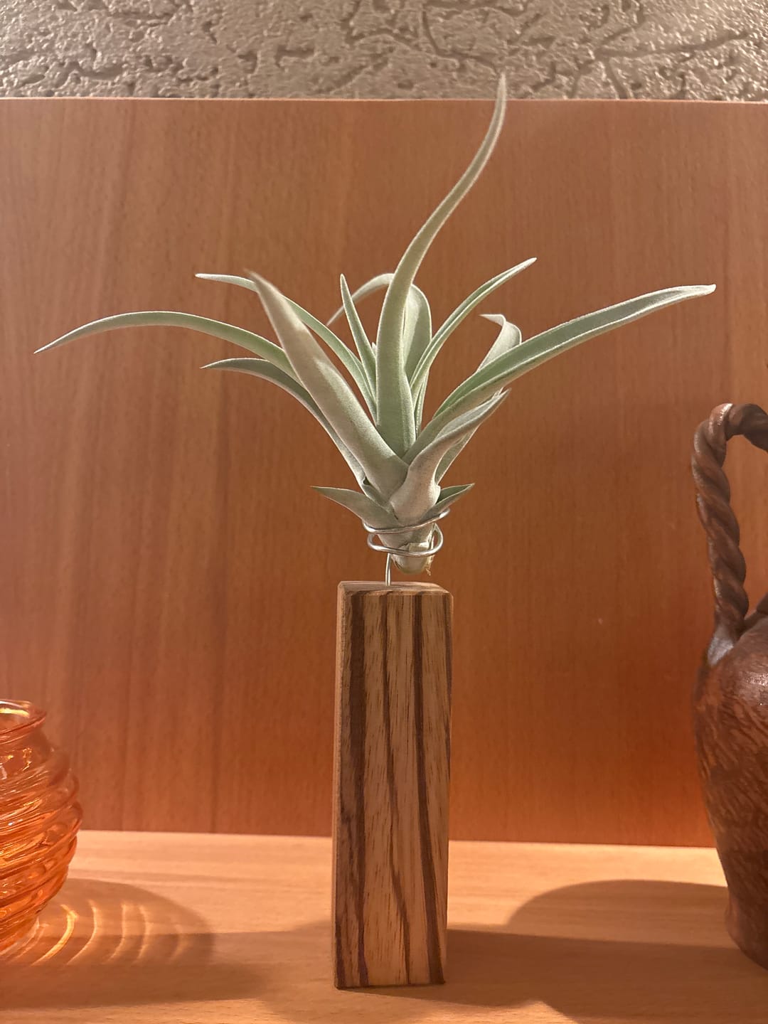 Customer photo review of Tillandsia harrisii