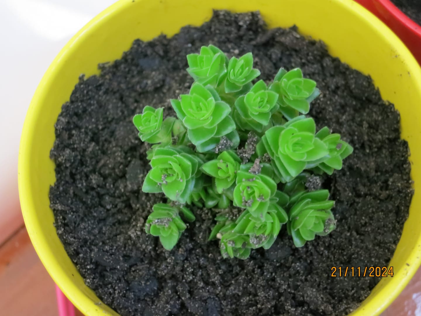 Customer photo review of Crassula 'Estagonal'