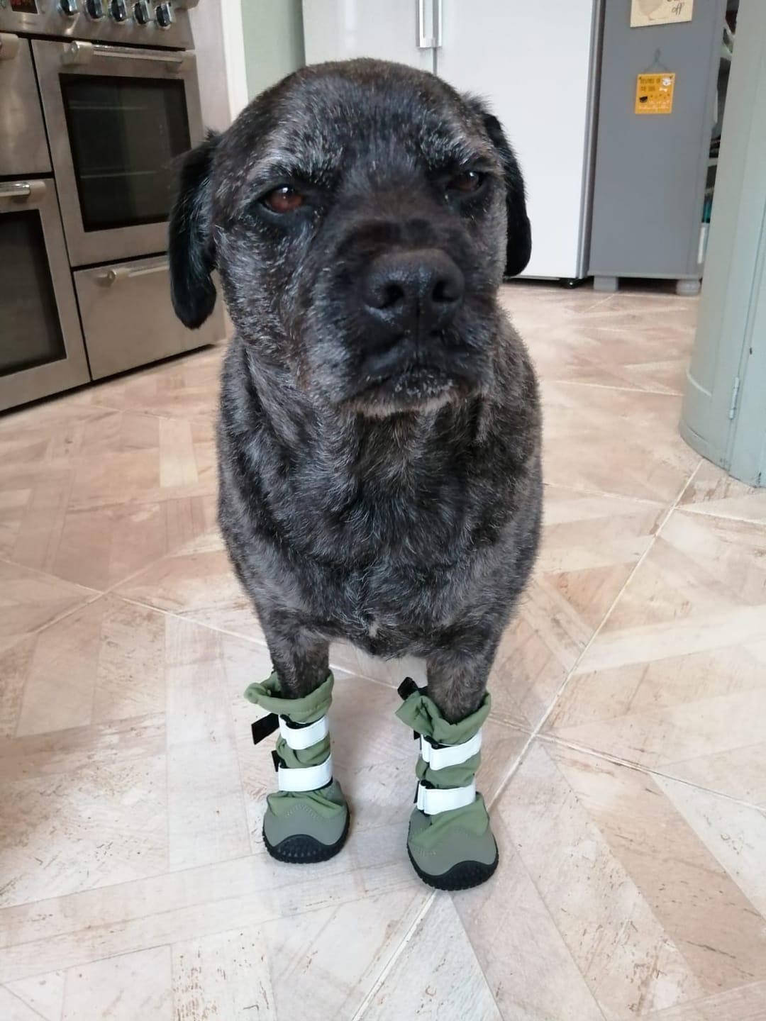 Customer photo review of Flex Shell Waterproof Dog Boots - Green