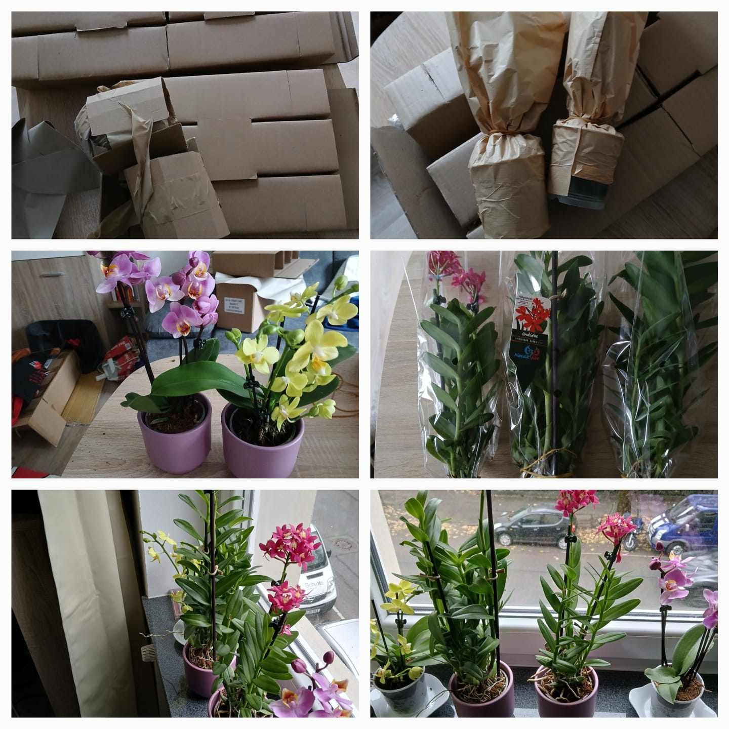 Customer photo review of Epidendrum Nordic Fire Dauerblüher im 3er Set