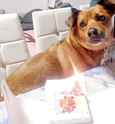 Customer photo review of Fotogenica Torta Per Cani CON FOTO e NOME