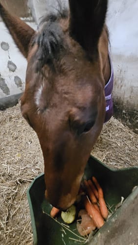 Customer photo review of Strotonin Horse Support