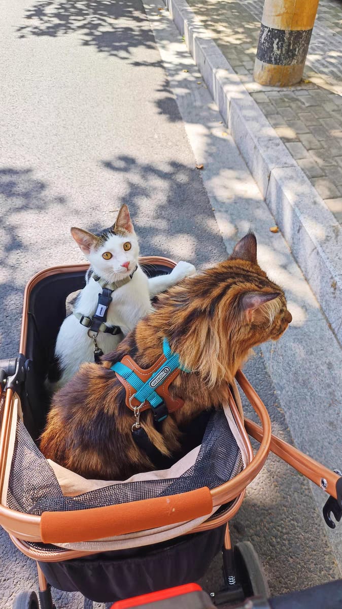 Customer photo review of Valora Dual-Buckle Ultra-Lightweight H-Shaped Cat Harness and Leash Set