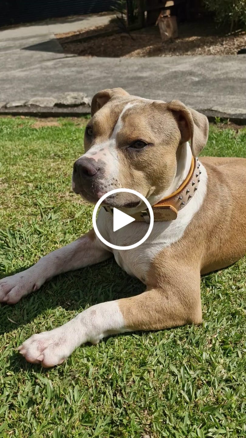 Customer video review of Hand Made Leather Dog Collar- RuffNeck Buckskin & Chrome (Regular Fit)