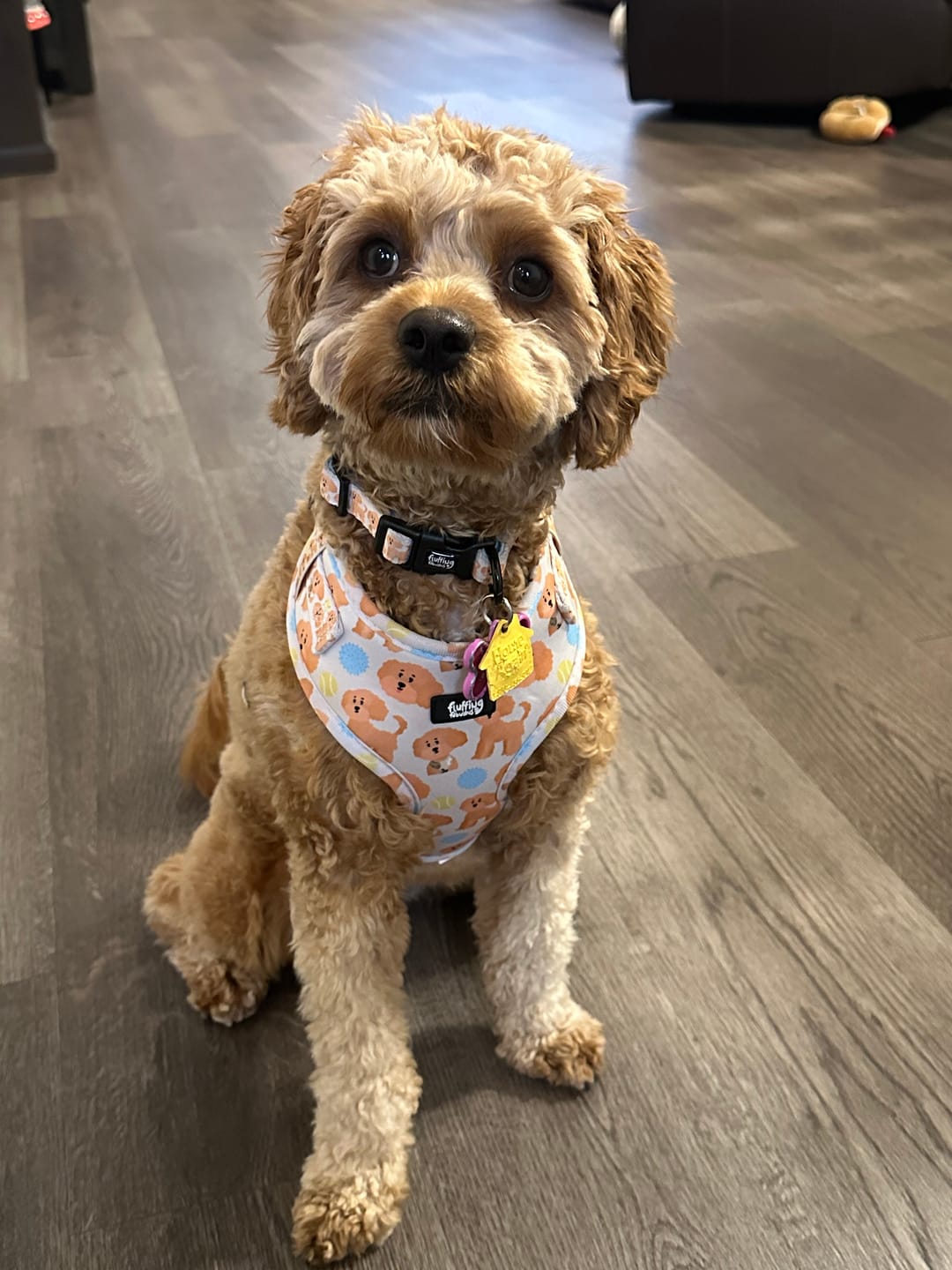 Customer photo review of Adjustable Dog Harness - Curly Club Collection