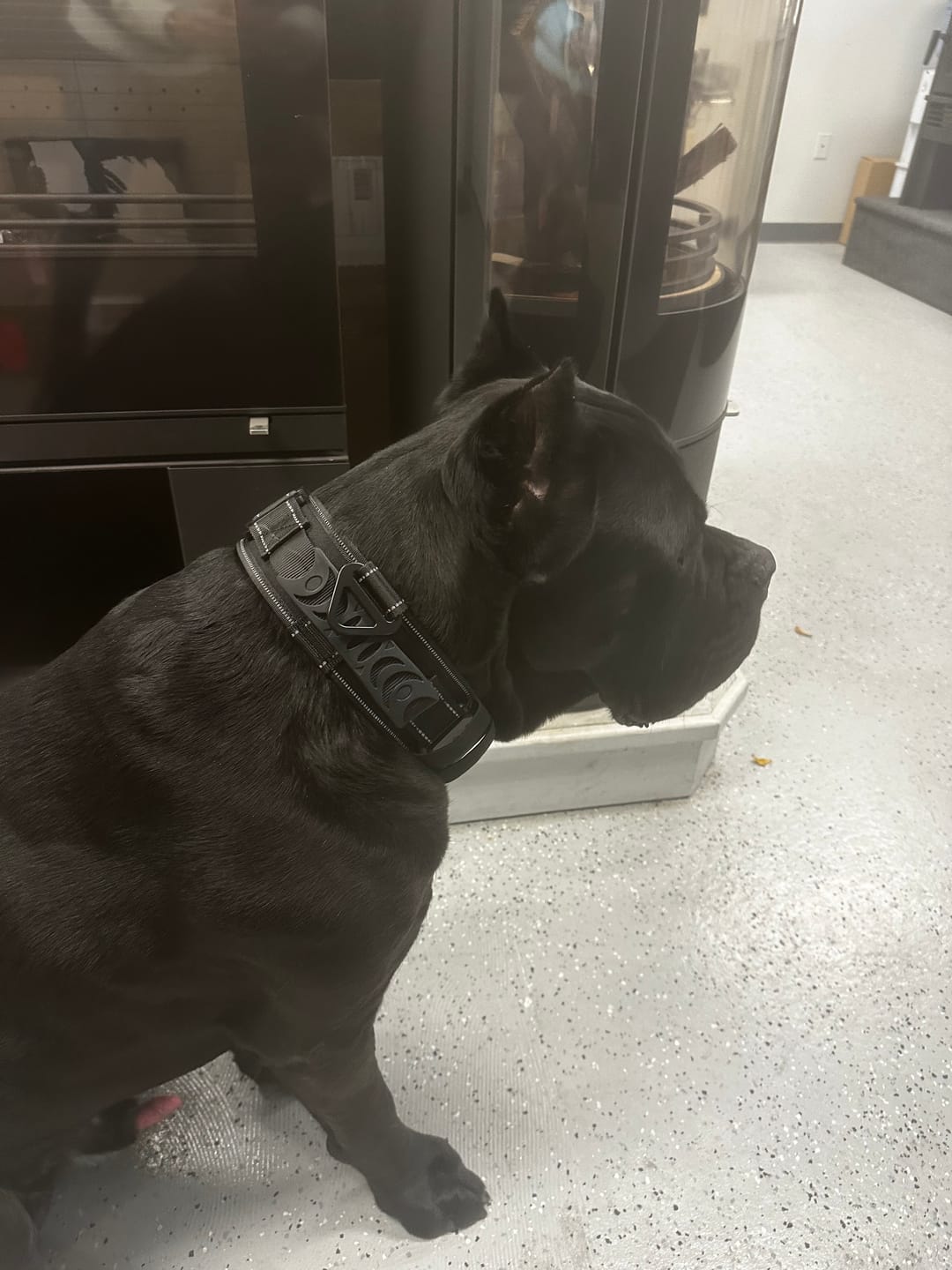 Customer photo review of 2.5" ProGuard Tactical Collar
