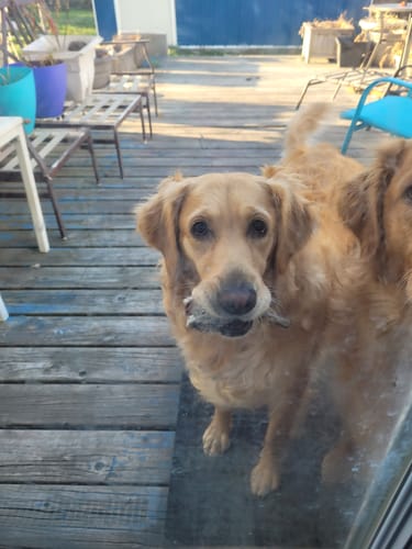 Customer photo review of Mega Chicken - Frozen Raw Dog Food - Bold By Nature