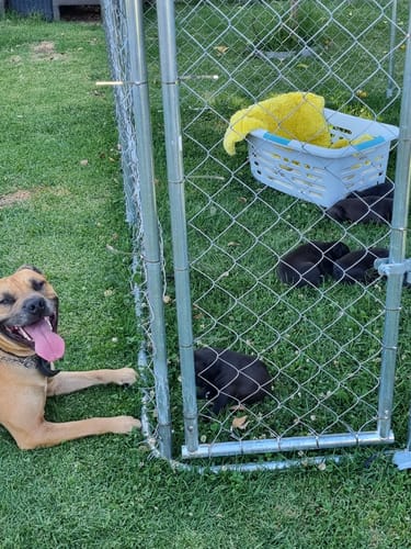 Customer photo review of Galvanised Dog Run with Roof  - Medium 3x3x2.3m-With Cover