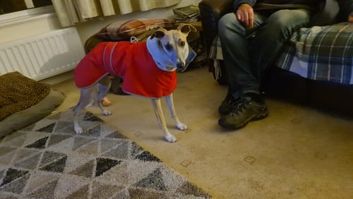 Customer photo review of Sighthound Escape Proof Harness