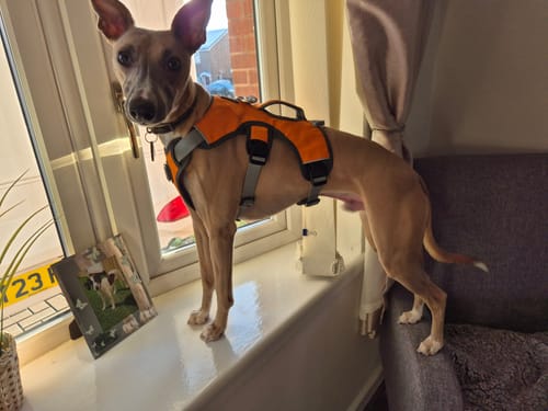 Customer photo review of Sighthound Escape Proof Harness
