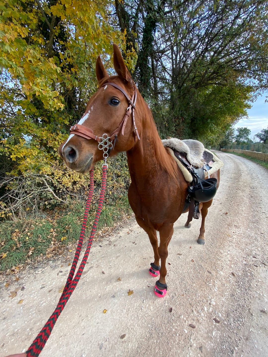 Customer photo review of Renegade® Viper™ Pink Passion