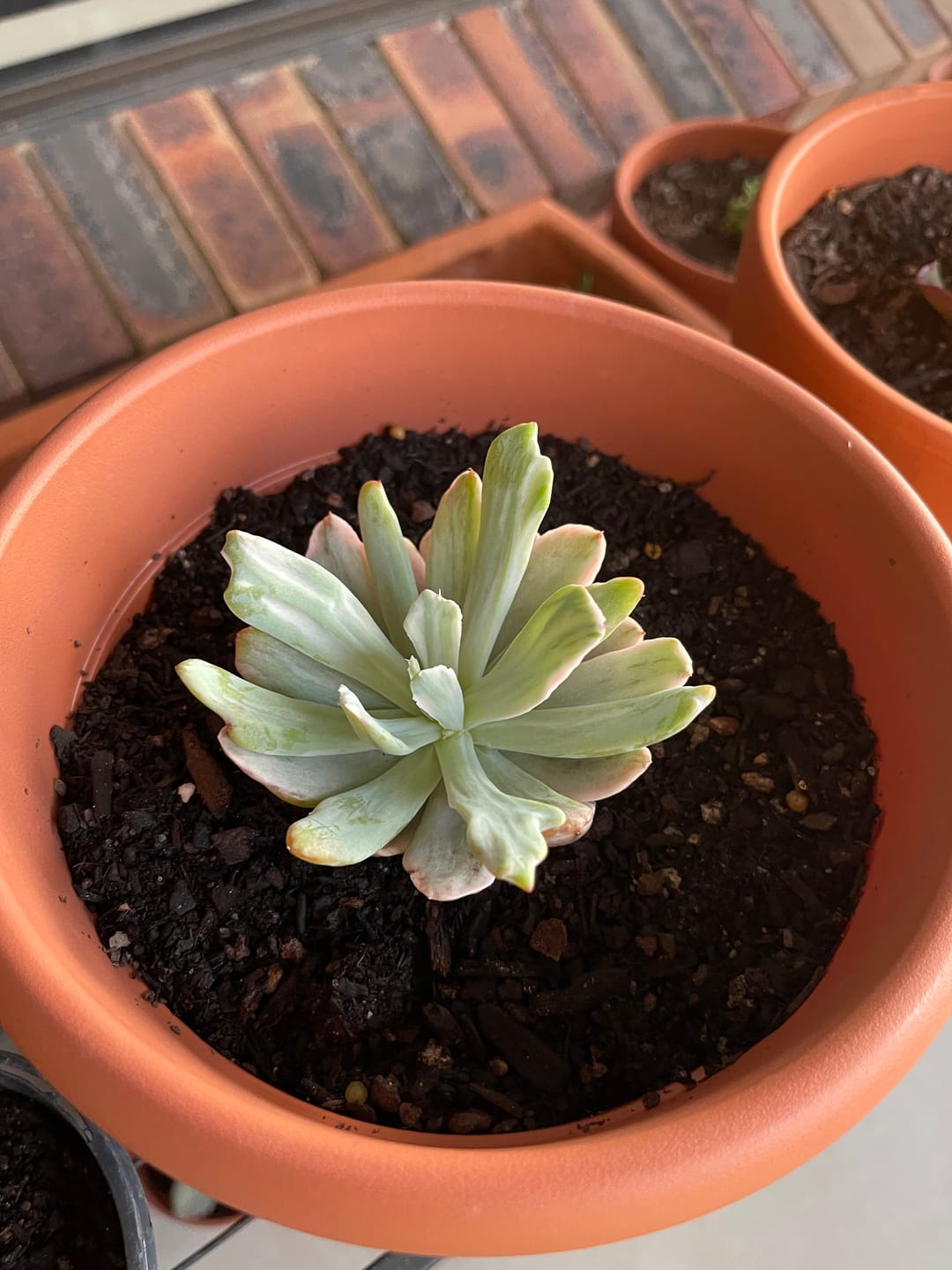 Customer photo review of Echeveria Holwayi Variegated
