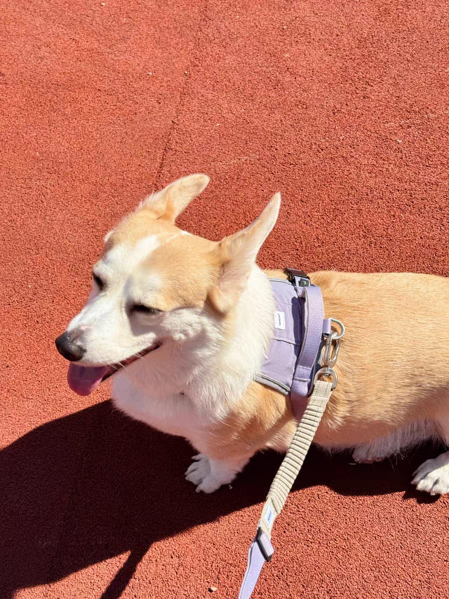 Customer photo review of Valora 2-Second Easy-Fit Harness with Anti-Choke Position-Limit & Locator Pocket