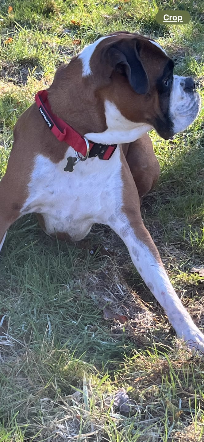 Customer photo review of 4cm Combat® Collar | Handle & Rated Clip - Red