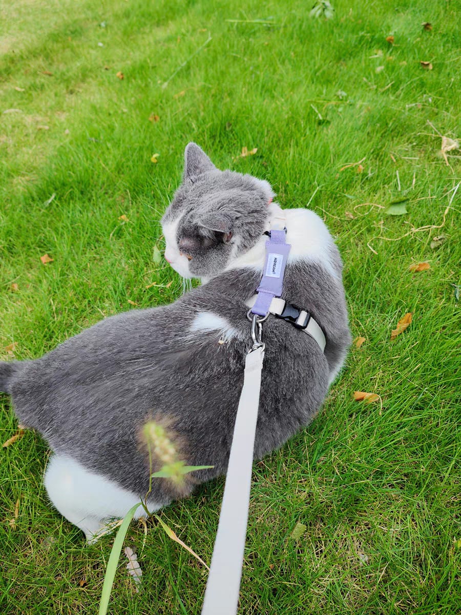 Customer photo review of Valora Dual-Buckle Ultra-Lightweight H-Shaped Cat Harness and Leash Set