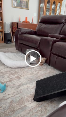 Customer video review of BLUEBERRY YAK CHEWS