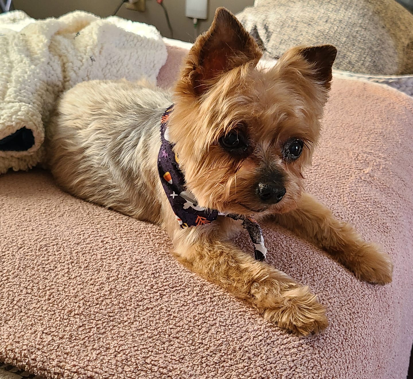 Customer photo review of KING KALM CBD 75mg - Small Dog & Cat Formula  20lbs or less