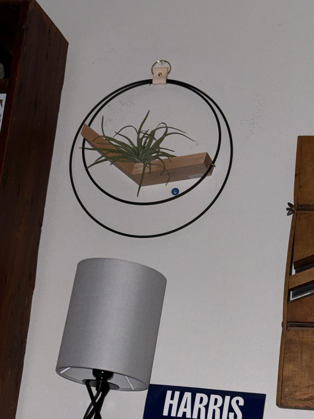 Customer photo review of Air Plant Hanger - Classic Duo