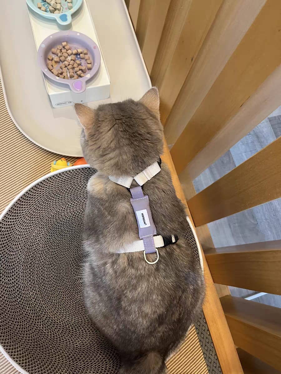Customer photo review of Valora Dual-Buckle Ultra-Lightweight H-Shaped Cat Harness and Leash Set
