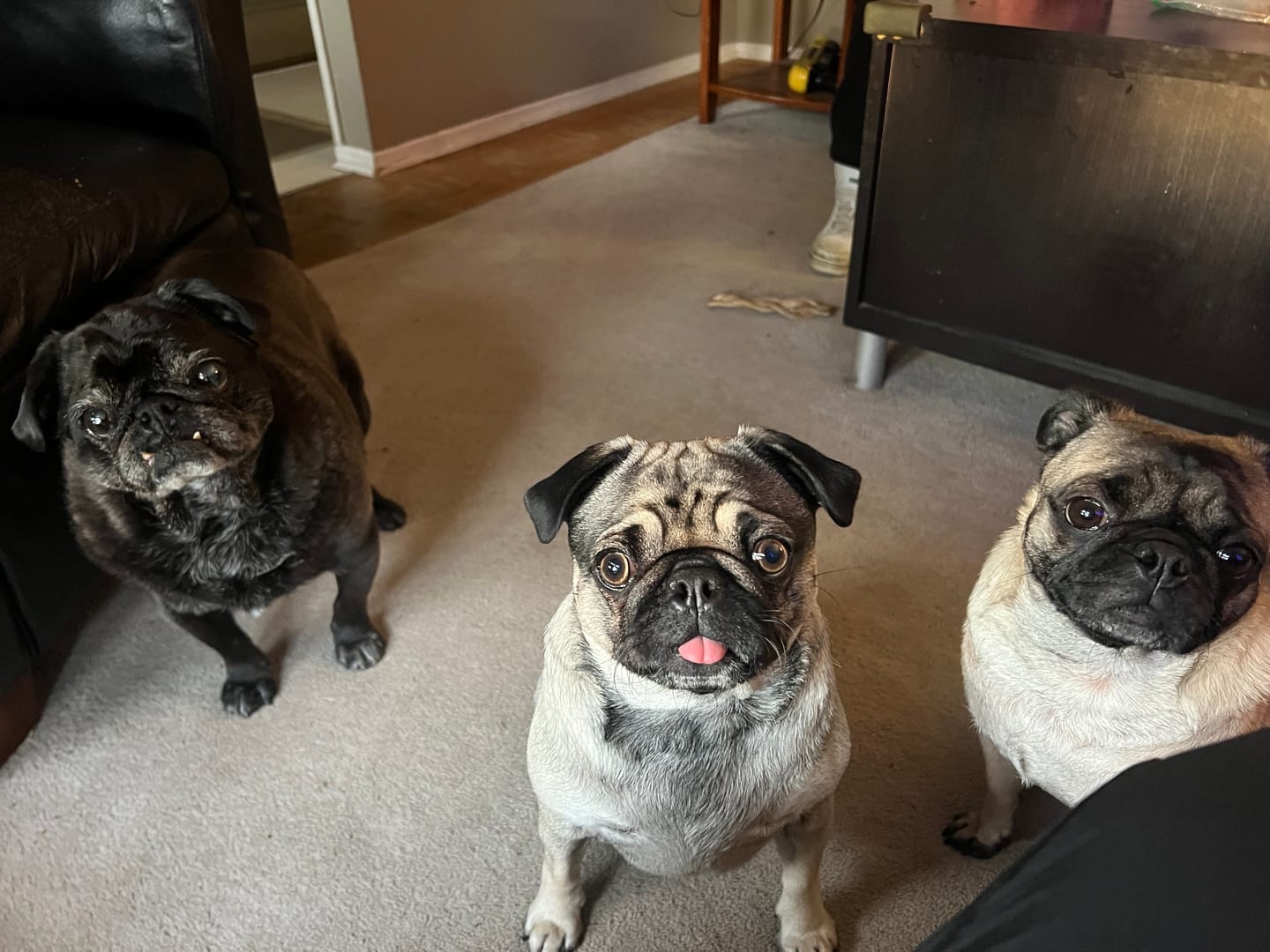 Customer photo review of 12 Inch Mega Monster Bully Stick (LIMITED)