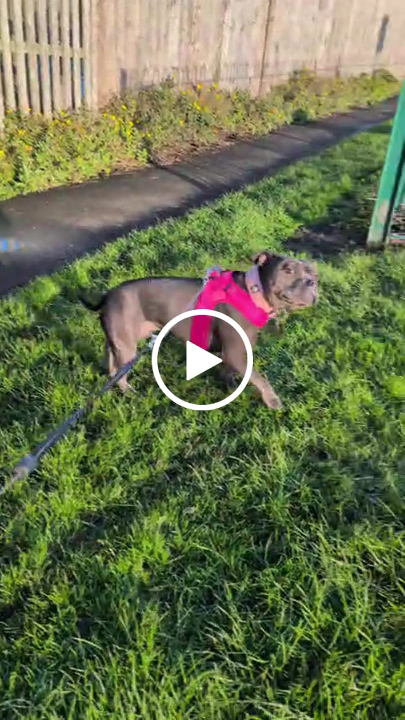 Customer video review of Boomerang Harness - XS-M Breeds - Carminerose