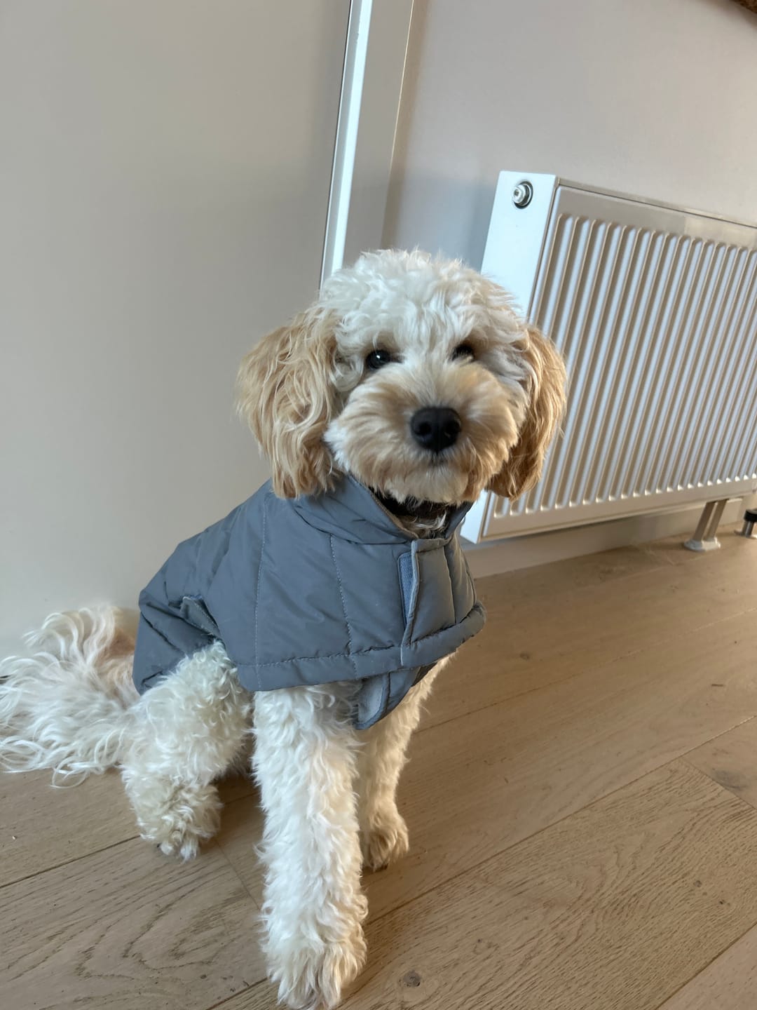 Customer photo review of Staey - Nora Hundefrakke, Refleks