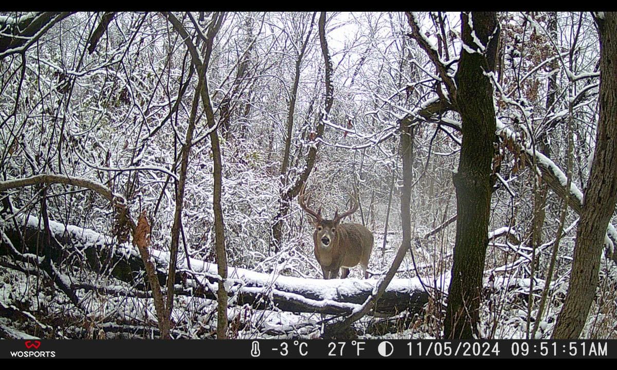 Customer photo review of WOSPORTS G600 Trail Camera