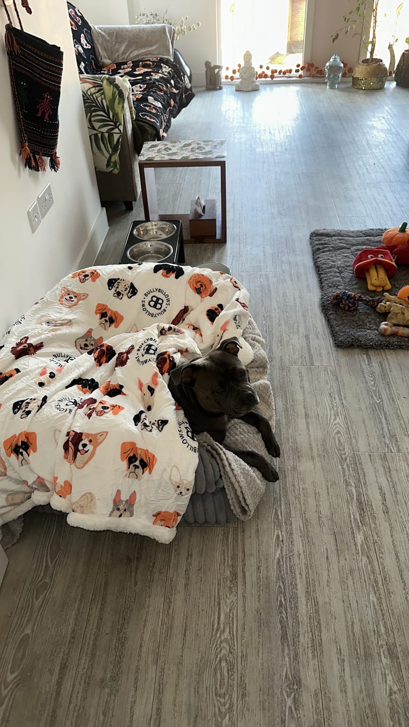 Customer photo review of Luxury Dog & Human Blanket