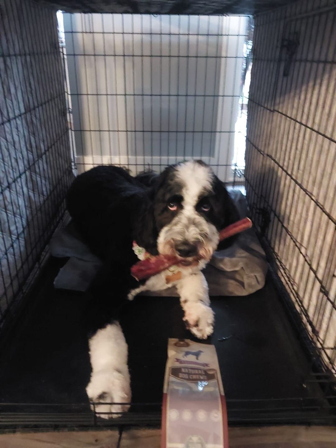 Customer photo review of 12 Inch Mega Monster Bully Stick (LIMITED)