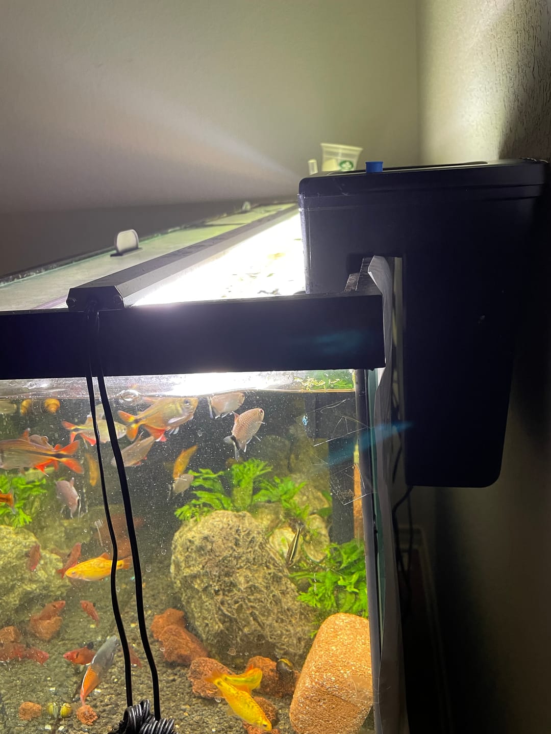 Customer photo review of Tidal Power Filters From Seachem/Sicce