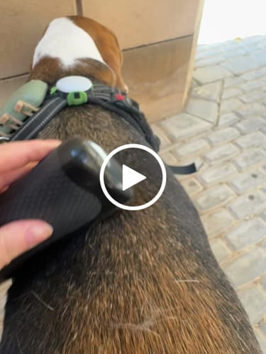 Customer video review of GroomPro™ - The #1 Pet Shedding Solution