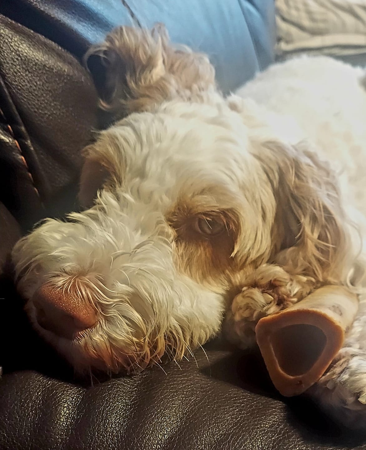 Customer photo review of 5-6 Inch Marrow Bone
