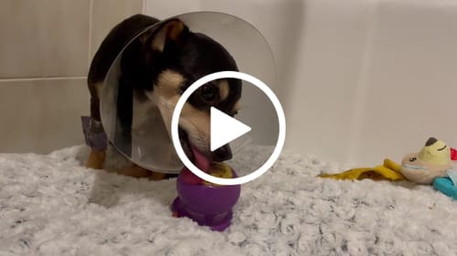 Customer video review of Freezball - Durable Fillable Dog Chew Bone