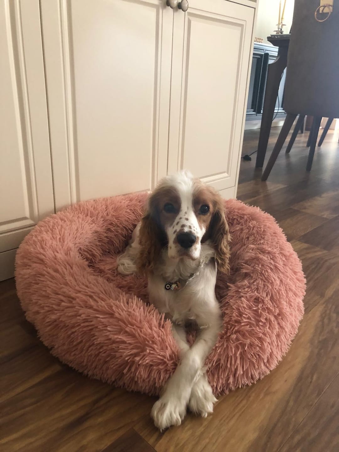 Customer photo review of Mellowpurr Huzurlu Paws Yatağı | Süper Yumuşak