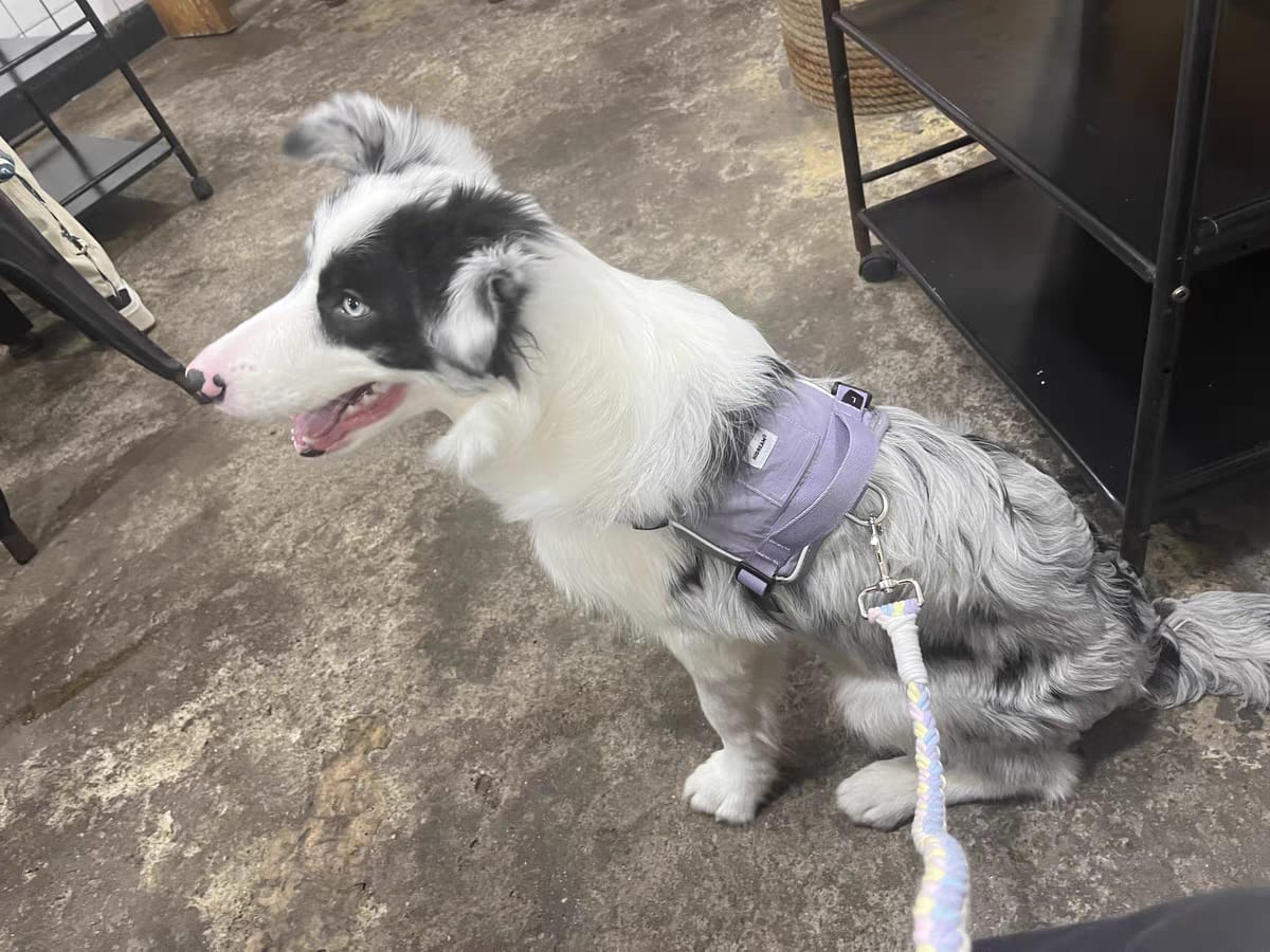Customer photo review of Valora 2-Second Easy-Fit Harness with Anti-Choke Position-Limit & Locator Pocket