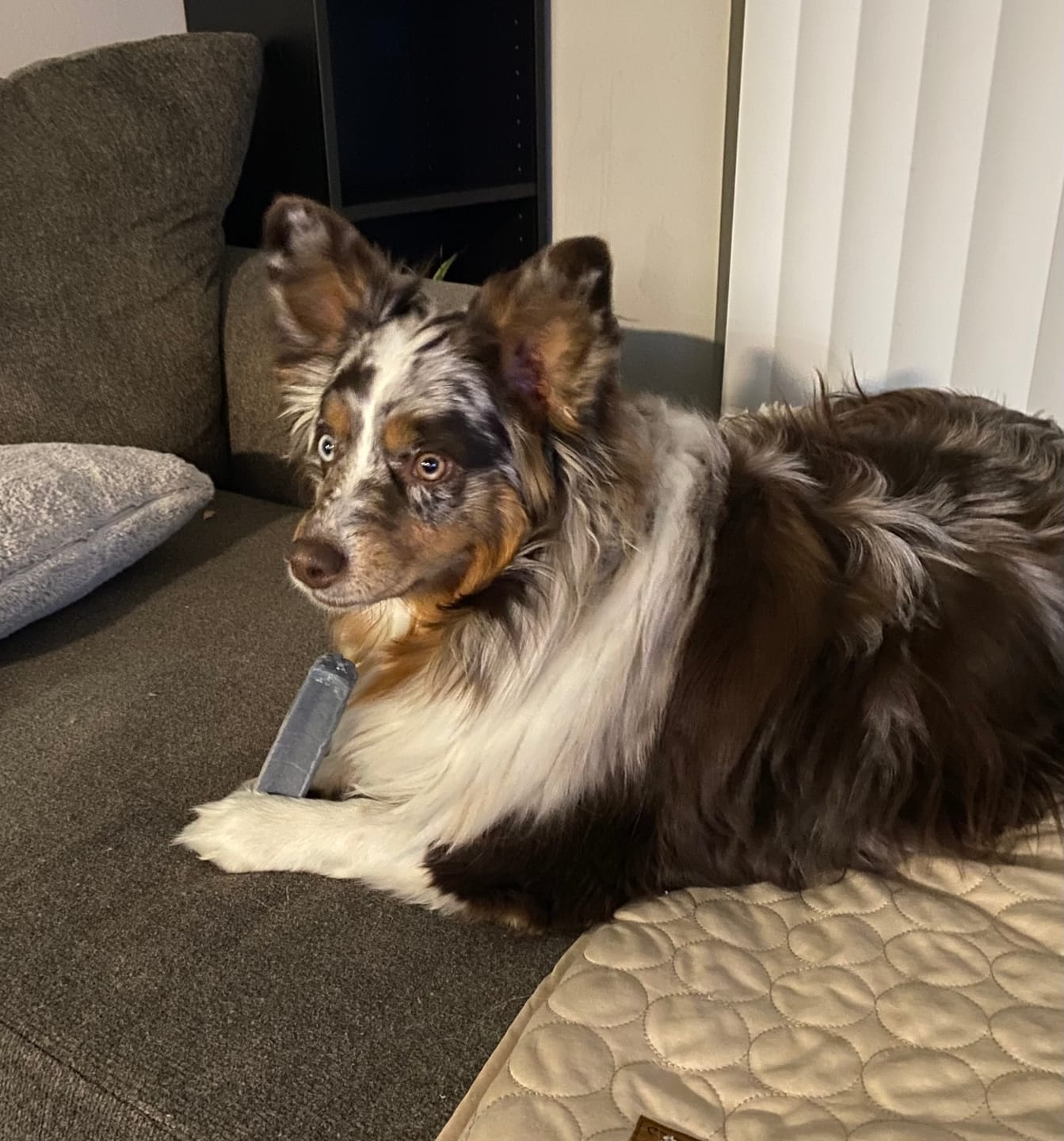 Customer photo review of Blueberry Himalayan Yak Chew (MEDIUM)