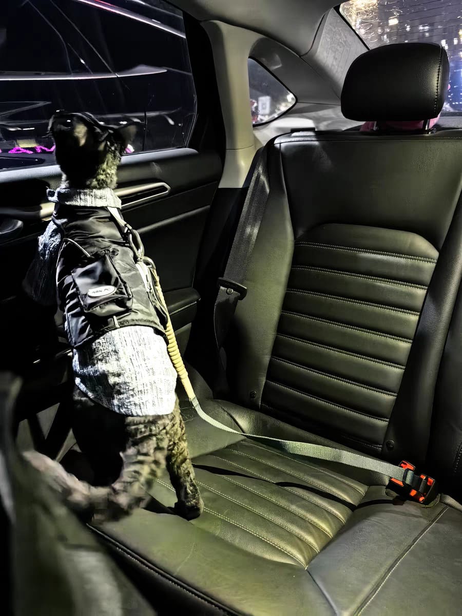 Customer photo review of Valora Elastic Shock-Absorbing Pet Car Safety Belt
