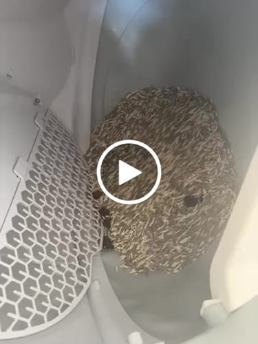 Customer video review of Michu Tofu Cat Litter Gen3 6L- Dust-Free and Natural Clumping Tofu-Based Formula for Easy Cleanup