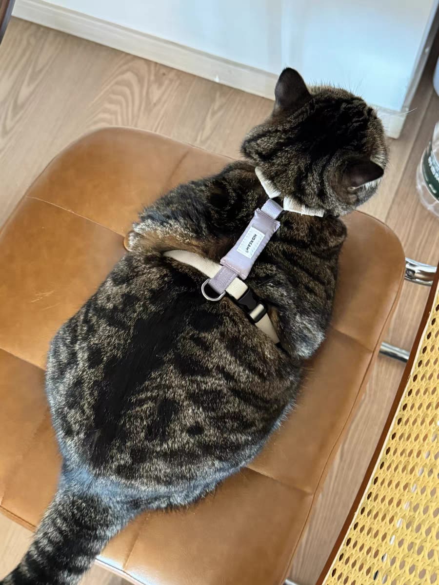 Customer photo review of Valora Dual-Buckle Ultra-Lightweight H-Shaped Cat Harness and Leash Set