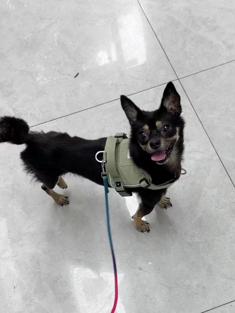 Customer photo review of Valora 2-Second Easy-Fit Harness with Anti-Choke Position-Limit & Locator Pocket
