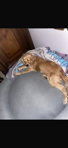 Customer photo review of Round Bed for Cats & Dogs - Remex- Steel Indoors